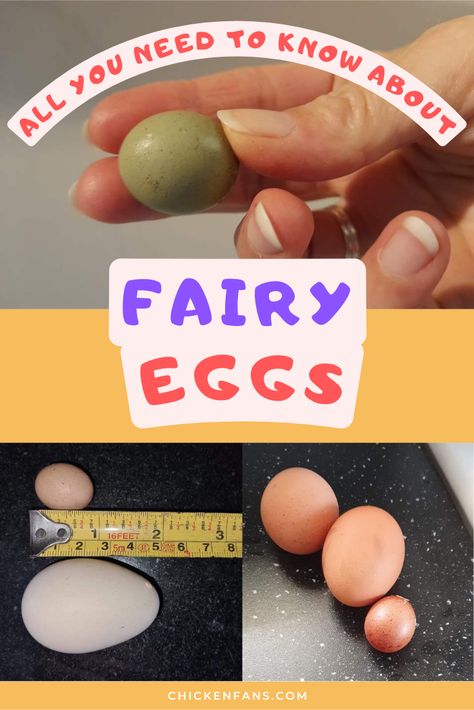 Rubber Egg, Fairy Egg, Fresh Eggs Sign, Egg Alternatives, Diet Results, Laying Hens, Egg Production, Small Chicken, Egg Laying