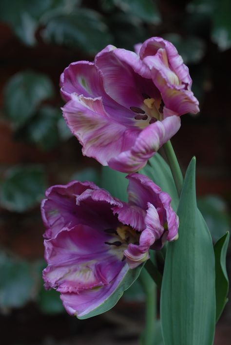 In the past week the tulips have come on at the most dramatic pace. Description from sueinthegarden.blogspot.co.uk. I searched for this on bing.com/images Tulip Parrot, Tulips Meaning, Parrot Tulip, Flowers Tulips, Parrot Tulips, Afternoon Sun, Purple Garden, Wonderful Flowers, Airbrush Art