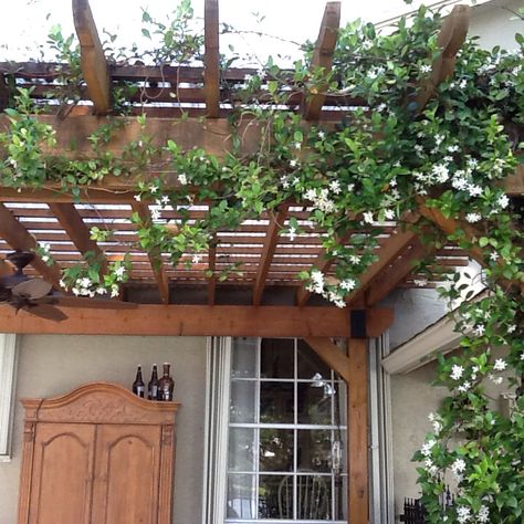 Jasmine starts covering the pergola... Ivy On Pergola, Pergola With Jasmine, Star Jasmine On Pergola, Star Jasmine Pergola, Cottage With Pergola, Jasmine On Pergola, Pergola With Flowers, Jasmine Pergola, Jasmine Vines