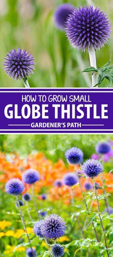 Thistle Garden, Thistle Plant, Globe Thistle, Pom Flowers, Purple Flowers Garden, Modern Homestead, Summer Gardening, Pom Pom Flowers, Homestead Ideas