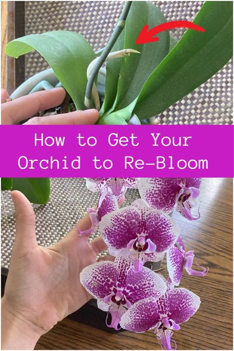 How to Get Your Orchid to Re-Bloom How To Keep Orchids Alive, How To Get An Orchid To Bloom Again, How To Prune Orchids, Reporting Orchids, How To Revive An Orchid, Orchid Rebloom, How To Grow Orchids, Anthurium Care, Houseplant Ideas