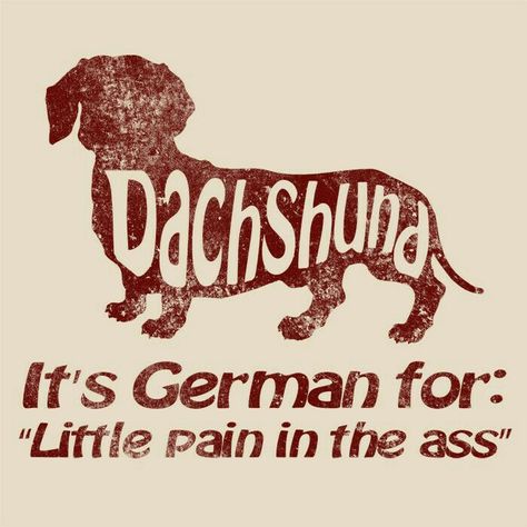 Dachshund Decor, Dachshund Quotes, Red Dachshund, Dachshund Funny, Long Dog, Weiner Dogs, Animal Humour, Doxie Dogs, Dachshund Art