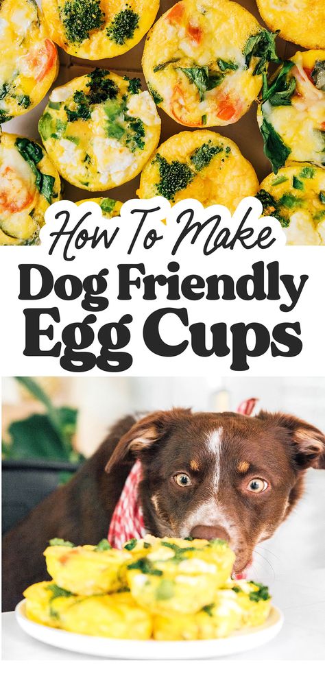 These dog-friendly Egg Muffin Cups are a choose-your-adventure kind of breakfast that can feed the whole family (and we mean the WHOLE family). Eggs For Dogs, Dog Training Treats Recipe, Dog Breakfast, Homemade Breakfast Recipes, Egg Muffin Cups, Diy Dog Food, Dog Biscuits Homemade, Grain Free Dog Food, Healthy Dog Treats Homemade