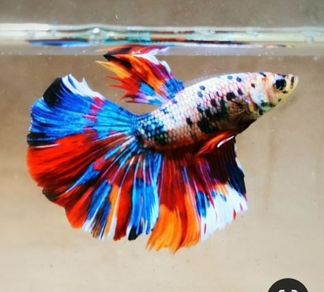 Rainbow Betta Fish, Takashi Amano, Fish Types, Rainbow Marble, Betta Fish Types, Cool Fish Tanks, Cr7 Wallpapers, Fish Pose, Pretty Fish