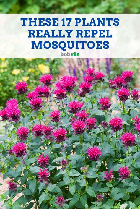 Which of your favorite herbs, vegetables and flowers do mosquitoes absolutely hate? Grow these plants to eliminate mosquito bites and itching this year... Mosquito Repelling Landscaping, Mosquito Planters Patio, Plants Against Mosquitos, Anti Mosquito Garden, What Plants Repel Mosquitos, Best Plants To Repel Mosquitoes, Plants Mosquito Repellant, Best Plants For Mosquito Repellent, No Maintenance Plants Outdoor