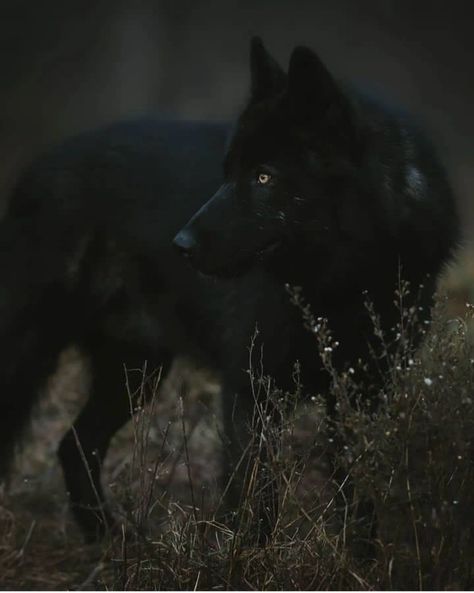 Direwolf Aesthetic, Melanistic Wolf, Modern Werewolf, Aesthetic Wolf, Moodboard Pictures, Moon Lighting, Goddess Ring, Werewolf Aesthetic, Wolf Photography