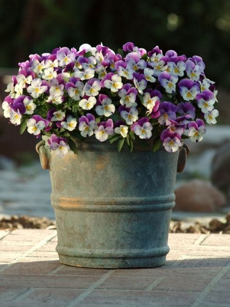 Pansies In Containers, Winter Pansies, Kinds Of Flowers, Planting Tulips, Daffodil Bulbs, Front Landscaping, Pansies Flowers, Small Space Gardening, Winter Flowers