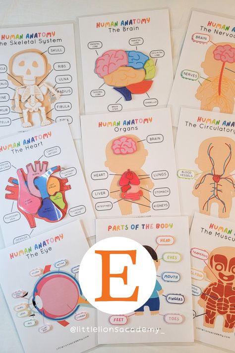 Learn about the human body with our human anatomy activity bundle! Enjoy preschool activities and kindergarten activities for brain anatomy, heart anatomy, eyes anatomy, the skeletal system, the nervous system, the muscular system and more! | homeschool printables | Etsy kids printables | preschool printables Part Of Body Activities For Preschool, Human Anatomy Preschool Activities, Body Parts Project For Kids, My Body Kindergarten, Preschool Anatomy, Human Body Activities For Kids, Brain Printable, Human Body For Kids, Anatomy Eyes