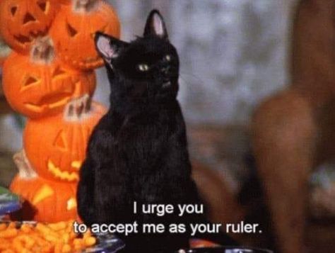 Salem Saberhagen, Salem Cat, Salem Halloween, Animated Witch, Neo Grunge, Sabrina Witch, Sabrina The Teenage Witch, Tokyo Street Fashion, Cat Talk