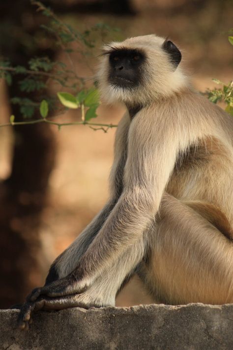 New free photo by Ajayvir Pal. Discover more free photos from Ajayvir on Pexels: https://www.pexels.com/u/ajayvir-pal-229951/ #nature #animal #cute Animals Monkey, Langur Monkey, Monkeys Photography, Monkey In The Tree, Nature Photography Animals, Types Of Monkeys, Safari Photography, Indian Monkey Photography, Pet Monkey