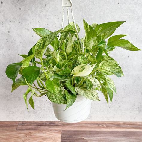 Epipremnum Aureum 'Marble Queen' Pothos Hanging Basket - Ed's Plant Shop Pothos Plant Care, Marble Queen, Marble Queen Pothos, Devils Ivy, Epipremnum Aureum, Plant Parent, Plants For Hanging Baskets, Pothos Plant, Potted Houseplants