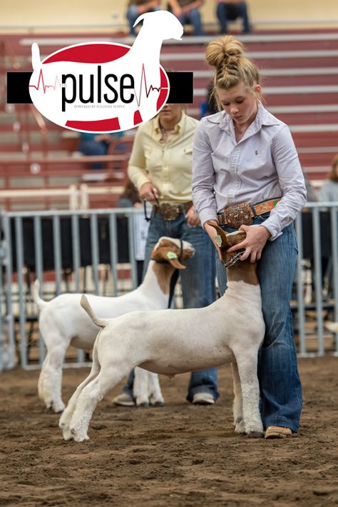 Steer Showing Outfits, Show Ring Outfits Livestock, Sheep Showing Outfits, Goat Showing Outfits, Goat Show Outfits, Showing Livestock Hairstyles, Livestock Show Hairstyles, Goat Showmanship, Lamb Showing