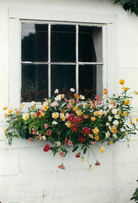 Statement Plants Outdoor, Window Box Flowers, Ivy House, Farm Photo, Window Box, Balcony Garden, Front Garden, Dream Garden, My New Room