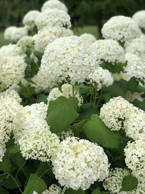 Hydrangea Arborescens Annabelle Hedging - Hopes Grove Nurseries Anabelle Hydrangea, Hydrangea Annabelle, Clay Soil Plants, Hydrangea Arborescens Annabelle, James Baxter, Annabelle Hydrangea, Hydrangea Landscaping, Hydrangea White, Front Flower Beds