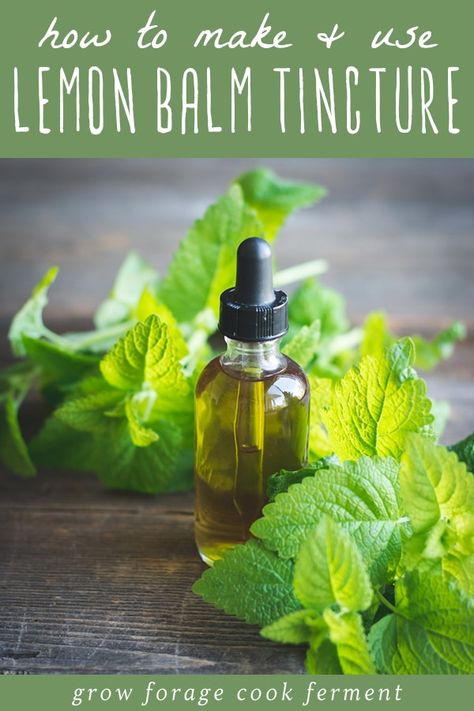 Lemon balm has many health benefits and one of the best ways to use it is in a tincture. Learn how to make this simple lemon balm tincture using fresh lemon balm from your garden! #lemonbalm #tincture Lemon Balm Recipes, Lemon Balm Tincture, Tinctures Recipes, Herbal Tinctures, Herbal Recipes, Natural Healing Remedies, Natural Therapy, Lemon Balm, Healing Herbs