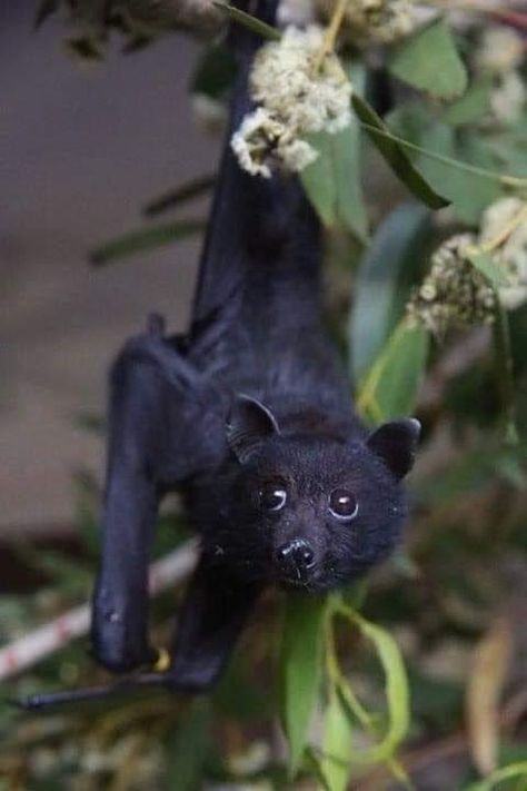 Fox Bat, Bat Species, Bat Flying, Fruit Bat, Baby Bats, Cute Bat, Creatures Of The Night, Black Bat, Oui Oui