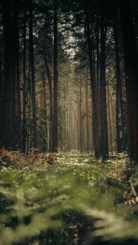 A lush deep green forest. Cottagecore Background, 숲 사진, Cottagecore Wallpaper, Summer Wallpapers, Wallpaper Iphone Summer, Forest Background, Forest Wallpaper, Sunset Wallpaper, Arte Fantasy