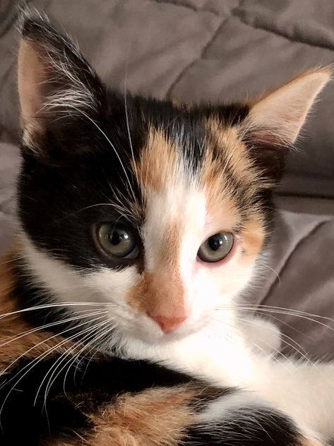 Pretty Calico kitten named Penny. Calico Cats Shorthair, Dark Calico Cat, Short Hair Calico Cat, Calico Kitten Aesthetic, Calico Aesthetic, Calico Cat Aesthetic, Calico Cat Personality, Calico Cat Names, Cats Calico