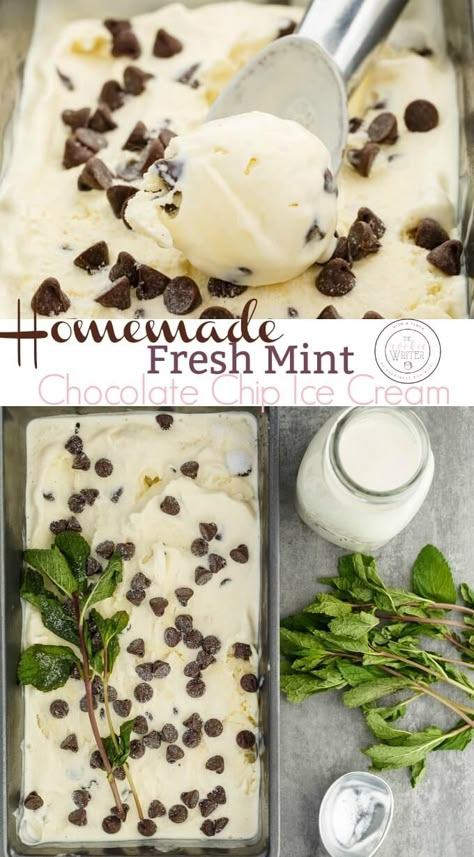 Homemade Fresh Mint Chocolate Chip Ice Cream | Move over mint extract, fresh mint is all the rage in this creamy ice cream! Vegetarian and gluten-free, you are rewarded a natural mint flavour. Easy, real cream, and tasty! #vegetarian #icecream #glutenfree #minticecream Fresh Mint Ice Cream Recipe, Mint Extract Recipe Desserts, Fresh Mint Desserts, Herb Ice Cream, Sweet Mint Recipes, Fresh Mint Recipes Dessert, Recipes With Fresh Mint, Fresh Mint Recipes, Fresh Mint Ice Cream