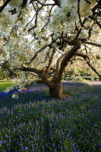 Rhs garden, wisley, surrey. Spring. Ornamental cherry - prunus shirotae underplanted with muscari armeniacum. Blossom, tree, easter - for stunning front garden Prunus Shirotae, Muscari Armeniacum, Ornamental Cherry, Garden On A Hill, Blooming Trees, Country Living Magazine, Architecture Ideas, Living Magazine, Blossom Tree