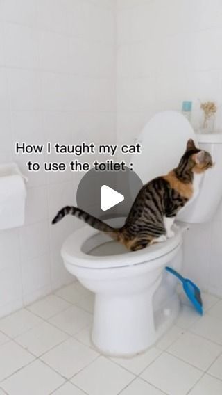 How To Train A Cat To Use The Toilet, Toilet Training Cats, Train Cat To Use Toilet, Cat Accessories Products, Cat Toilet Ideas, Cat Pee Smell Removal, Training A Kitten, Cat Pee Smell, Give It Time