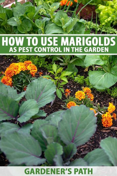 You’ve probably been told that marigolds can help with pest control in the garden. Maybe your grandma always planted her favorite cole crops with marigolds and now you do, too. But what does the science say? Gardener’s Path explores the truth and finds out what marigolds can and can’t do. #marigolds #gardenerspath Cabbage And Marigolds, Marigold In Vegetable Garden, Marigold In Garden Pest Control, Planting Marigolds In Garden, Marigold Companion Planting, Grow Marigolds From Seed, How To Grow Marigolds, Marigold In Garden, Marigold Flower Bed Ideas