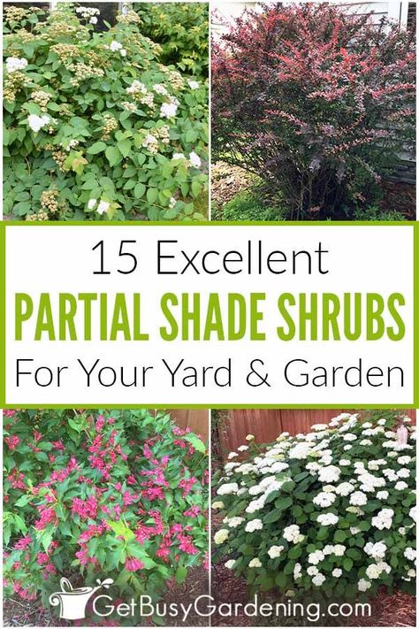 Shade Bushes, Partial Shade Perennials, Part Shade Perennials, Partial Shade Flowers, Part Shade Plants, Privacy Hedges, Partial Sun Perennials, Shrubs For Landscaping, Beautiful Gardens Landscape