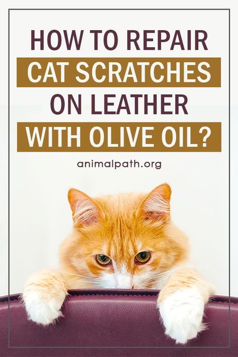 Cleaning Leather Couch, Leather Couch Repair, Cat Deterrent Spray, Leather Furniture Repair, Couch Repair, Cat Deterrent, Diy Leather Repair, Cat Scratching Furniture, Leather Tooling Patterns