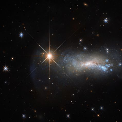 Star from the Lizard Constellation Photobombs Hubble Observation | In space, being outshone is an occupational hazard. This NASA/ESA Hubble Space Telescope image captures a galaxy named NGC 7250. Despite being remarkable in its own right — it has bright bursts of star formation and recorded supernova explosions— it blends into the background somewhat thanks to the gloriously bright star hogging the limelight next to it. Galaxy Names, Hubble Space Telescope Images, Supernova Explosion, Galaxy Photos, Hubble Images, Whirlpool Galaxy, Star Formation, Andromeda Galaxy, Space Photos