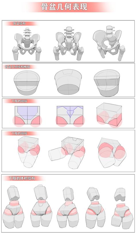 Pelvis Anatomy, Leg Anatomy, Female Anatomy Reference, Drawing Female Body, Anatomy Tutorial, Anime Tutorial, Human Anatomy Drawing, Body Drawing Tutorial, Human Figure Drawing