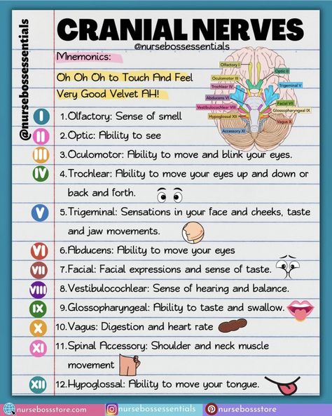 Medical Terminology Study, Nursing School Life, Nurse Skills, Nursing School Inspiration, Medical Mnemonics, Nursing Assessment, Nursing School Essential, Medical School Life, Nursing School Motivation