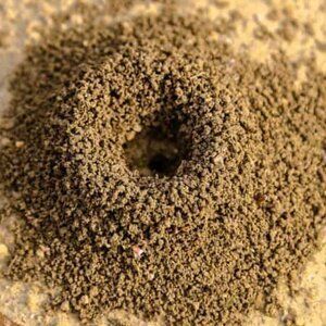 The One Liquid That Will Abolish Annoying Ant Hills In Your Yard Ant Hill, Entertainment Food, Simple Life Hacks, Ants, Yard