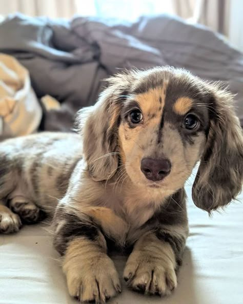 Winnie Dogs, Daschund Puppies, Baby Dachshund, Attract People, Cute Dogs Images, Cutest Dogs, Dapple Dachshund, Cute Animals Puppies, Very Cute Dogs