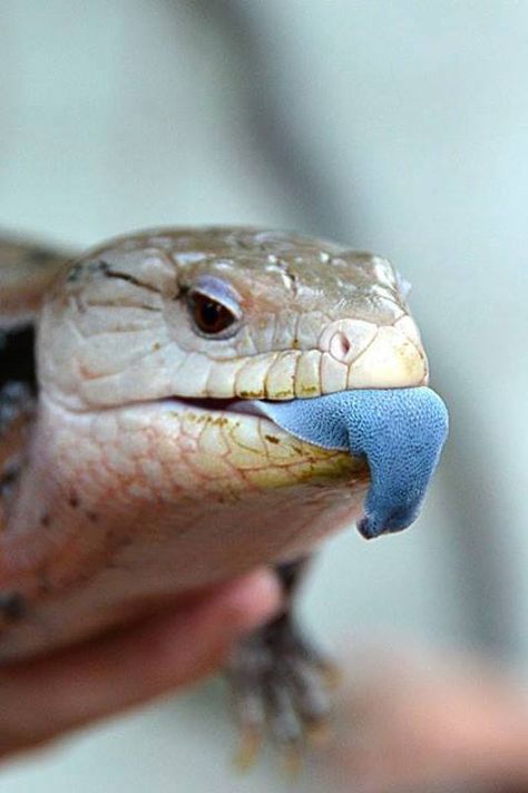 Blue Tongued Skink Blue Tongue Skink Drawing, Blue Animals, Blue Tounged Skink, Lizard Species, Blue Tongue Skink, Blue Lizard, Reptile Room, Australian Wildlife, Cute Reptiles