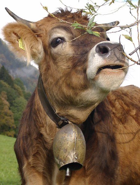 Swiss Cows, Swiss Cow, Belle French, Cows Mooing, Happy Cow, Cow Face, Cow Pictures, Brown Cow, Cow Calf