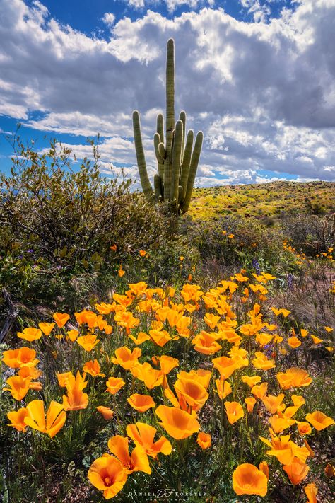 In the spring of 2023, Arizona had a banner year for wildflowers. The superbloom was spectacular in many parts of the desert. I captured this beautiful scene on my way to the Phoenix area in the Tonto National Forest. Photo Title: Super Blooming Desert Wildflowers, Southwest Wallpaper, Southwest Wall Decor, Arizona Wildflowers, Wildflower Photo, Desert Flowers, Cactus Wall Art, Desert Sunset, Southwest Desert