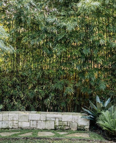 The bamboo can grow really high which will be perfect for a border fence. Besides, bamboo is also aesthetic with its tropical impression. There are some different kinds of bamboo plants and you can choose the ones based on your taste. Bamboo Hedge from @harrisonslandscaping Corner Gardens, Bamboo Hedge, Bamboo Landscape, Entertaining Garden, Retaining Wall Design, Landscape Borders, Fence Plants, Bamboo Garden, Landscape Construction