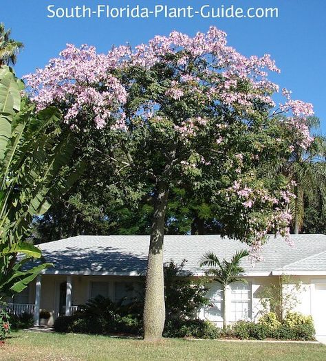 mature floss silk tree in bloom in a front yard Rainbow Canopy, Florida Plants Landscaping, Persian Silk Tree, Albizia Julibrissin, Florida Plants, Identify Plant, Silk Tree, Diy Yard, Unique Trees