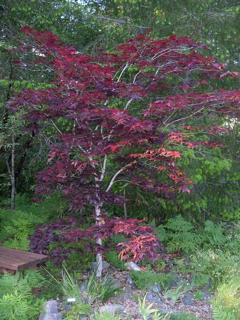 Bloodgood Maple, Japanese Maple Tree Varieties, Maple Tree Varieties, Japanese Maple Tree Landscape, Maple Tree Landscape, Bloodgood Japanese Maple, Front Yard Landscaping Diy, Christchurch New Zealand, Japanese Maple Tree