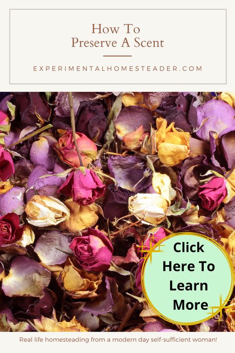 Learn how to preserve a scent using fresh plant material. Techniques include enfleurage, potpourri, distillation and more. Dried Potpourri, Homemade Potpourri, Homemade Perfume, Potpourri Recipes, Fragrant Plant, Organic Lifestyle, Preserving Food, Potpourri, Dried Flowers