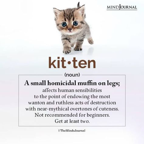 Kitten: A Small Homicidal Muffin On Legs Kitten Quotes Cute, Interesting Facts About Humans, Kitten Quotes, Thought Cloud, Small Kitten, Small Kittens, The Minds Journal, Facts About Life, Psychology Says