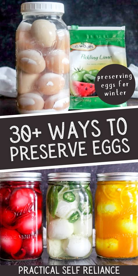 30+ Ways to Preserve Eggs - Here are over 30 ways of preserving eggs for winter! from pickled eggs to salt cured egg yolks to preserving eggs in lime! preserving eggs food storage | homemade pickling recipes | preserving eggs for winter | preserving fresh eggs Preserved Eggs, Good Preservation, Preserving Eggs Food Storage, Canned Eggs Recipe, Home Canned Food Storage, How To Preserve Eggs Long Term, How To Can Eggs, Preserve Eggs, Preserving Eggs In Lime