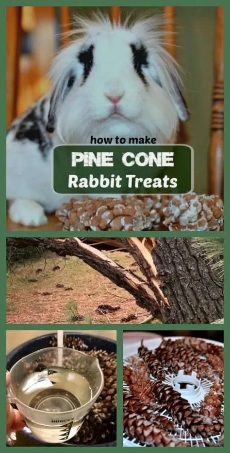 Pine Cone Rabbit Treats Keep Bunnies Active - Timber Creek Farm Homemade Rabbit Treats, Diy Bunny Toys, Rabbit Enclosure, Guinea Pig Hutch, Pet Rabbit Care, Rabbit Farm, Meat Rabbits, Rabbit Treats, Raising Rabbits