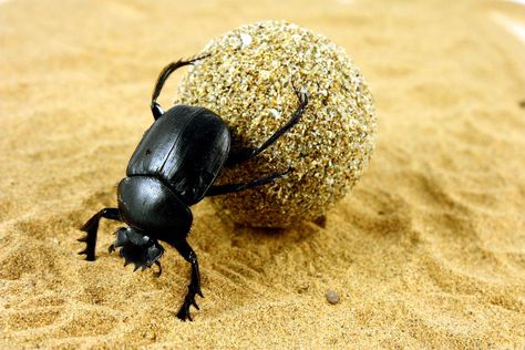 e considered sacred during Beetle Images, Herbivorous Animals, Dung Beetle, Egyptian Scarab, Scarab Beetle, Beetle Bug, Most Beautiful Animals, Creepy Crawlies, Arthropods