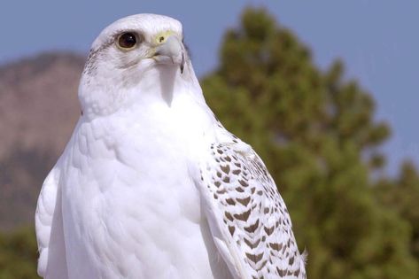 White Hawk Spiritual Meaning and Symbolism (11 Omens) Hawk Spiritual Meaning, Hawk Meaning, Types Of Hawks, Native American Mythology, White Hawk, Learn Yoga Poses, Native American Traditions, White Spirit, Power Animal