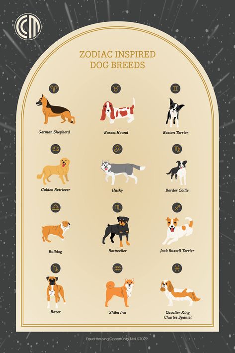 When an owner and their dog start to look alike, it might just be written in the stars. Find your perfect pup!​
#Zodiac #ZodiacSigns #DogBreeds #NationalDogDay Written In The Stars, In The Stars, Basset Hound, Jack Russell Terrier, Cavalier King Charles Spaniel, Cavalier King Charles, Shiba Inu, Look Alike, Jack Russell