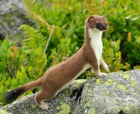 Ermine Animal, Weasel Aesthetic, Stoat Drawing, Ferret Reference, Stoat Animal, Weasel Drawing, Weasel Art, Weasel Animal, Baby Exotic Animals