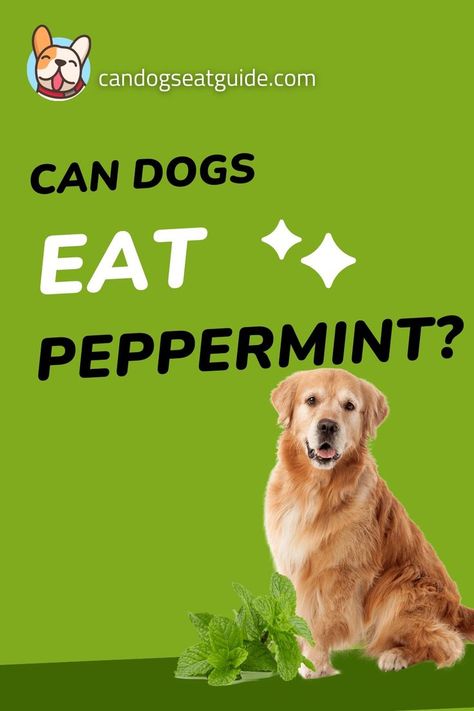 You probably want or just had peppermint ice cream or some drink containing peppermint and you are like can dogs eat peppermint or can I give a bit of it to my dog? Peppermint is safe for completely healthy dogs but it’s not recommended to be given to dogs that are taking some medicine, particularly for dogs getting homeopathic medicine. Dogs can eat only the herb safely so you can give just a few leaves to your dog. You can chop them and then sprinkle them on their food. Pepermint Oil, Peppermint Ice Cream, To My Dog, Oils For Dogs, Peppermint Leaves, Peppermint Tea, Homeopathic Medicine, Peppermint Oil, Can Dogs Eat