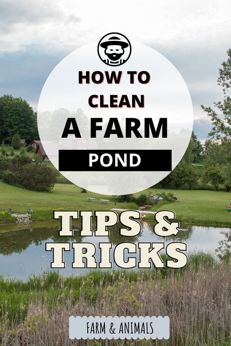 Farm Dam Landscaping, Farm Pond Ideas Large, Farm Pond Design, Country Pond Ideas, Pond On Farm, Large Ponds Farm, Pond Care Tips, How To Make A Pond In Your Backyard, Farm Pond Landscaping Ideas