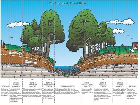 Water Architecture, Buffer Zone, Water Body, Erosion Control, Invasive Plants, Moving Water, Water Pollution, Environmental Conservation, Fast Growing Plants